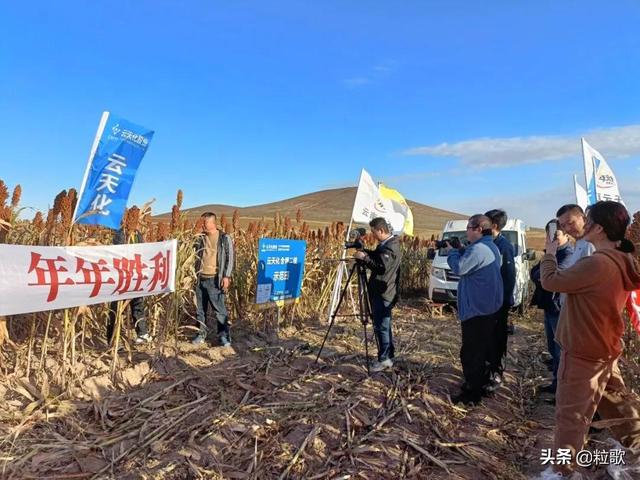 云天化绿色农业喜事多：贫瘠土壤上的“节节高”